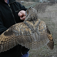 Hornuggla, Sundre 20060426